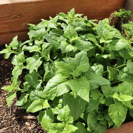 New Zealand, Spinach Seeds